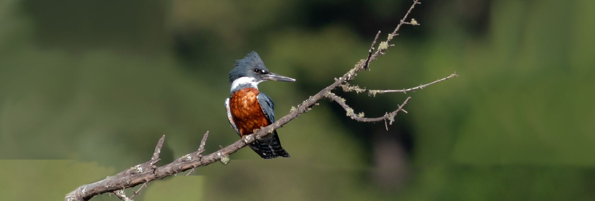 Biodiversidad y Conservación